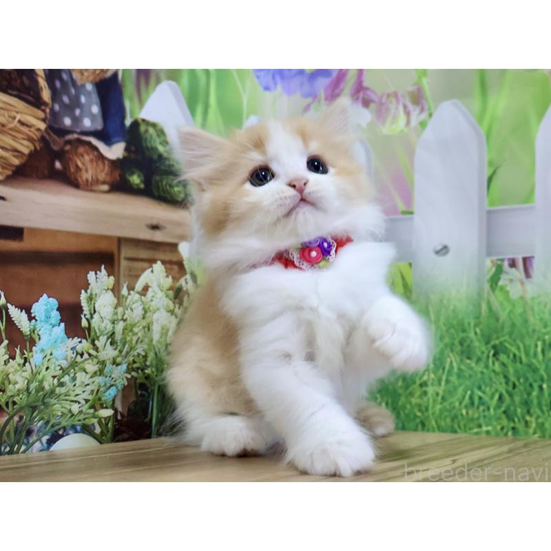 成約済の岐阜県のマンチカン-128680の3枚目