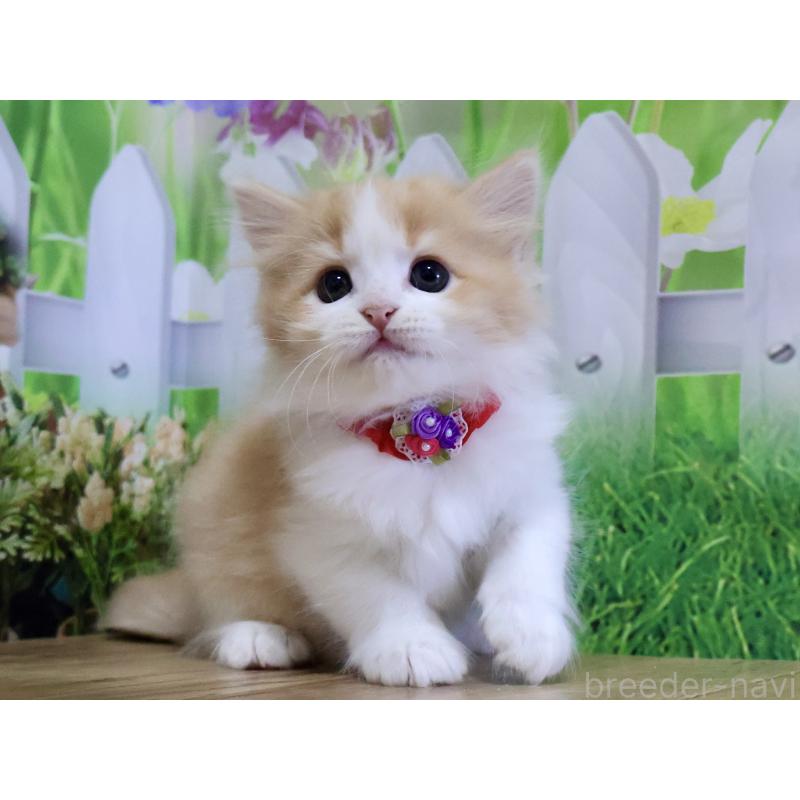 成約済の岐阜県のマンチカン-128680の2枚目