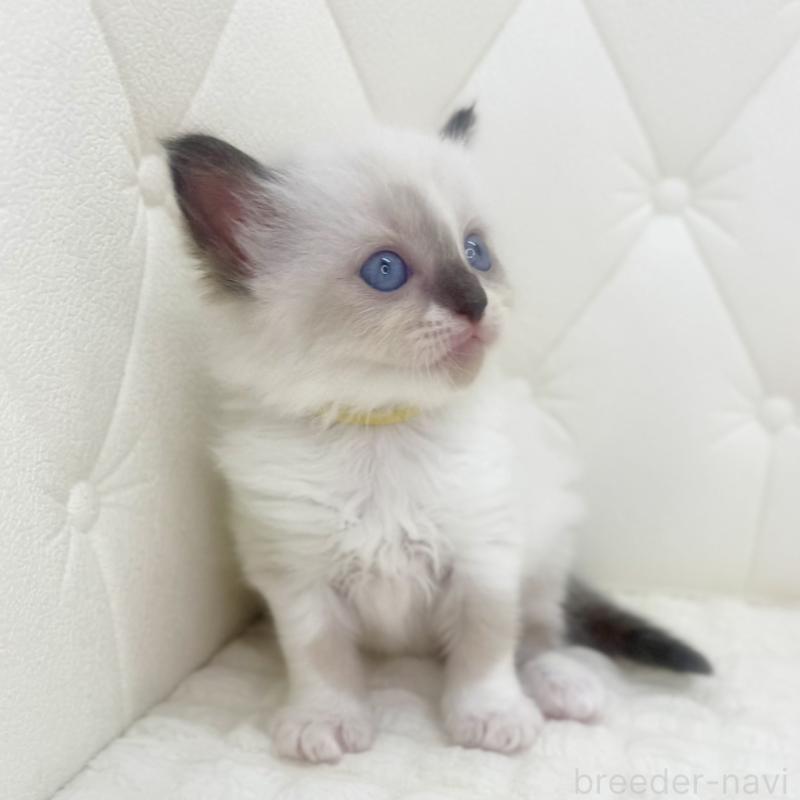 販売中の鹿児島県のラグドール-130120の12枚目