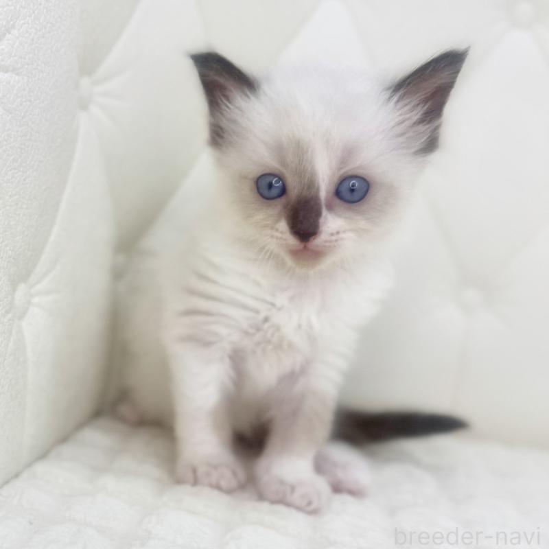 販売中の鹿児島県のラグドール-130120の11枚目