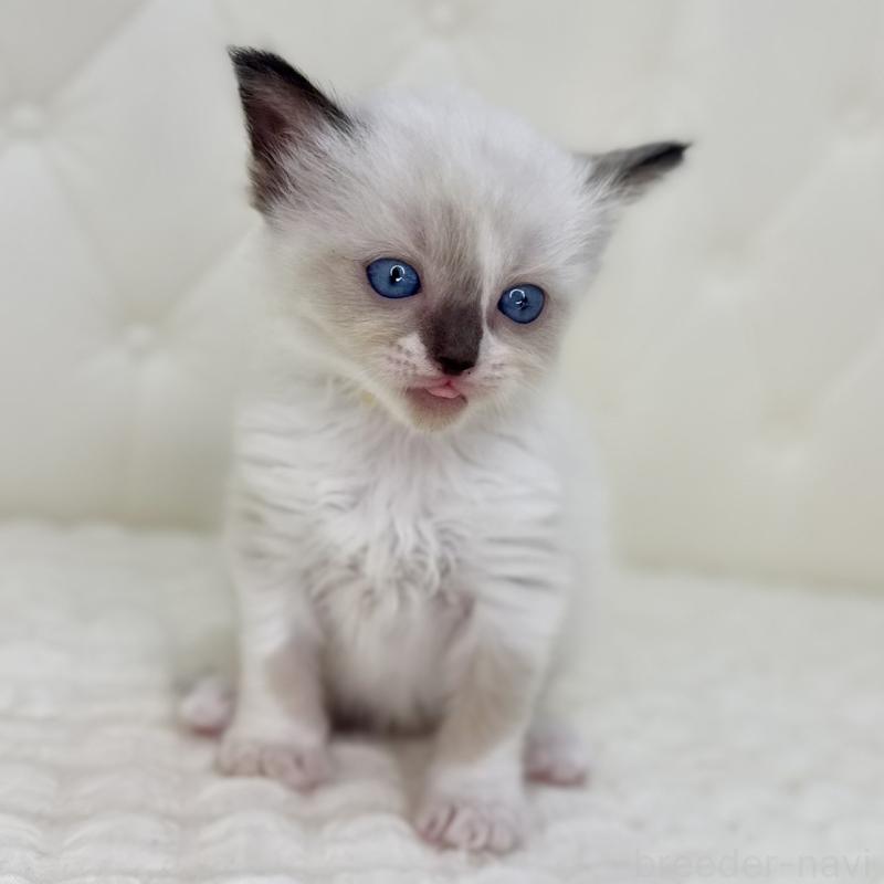 販売中の鹿児島県のラグドール-130120の10枚目