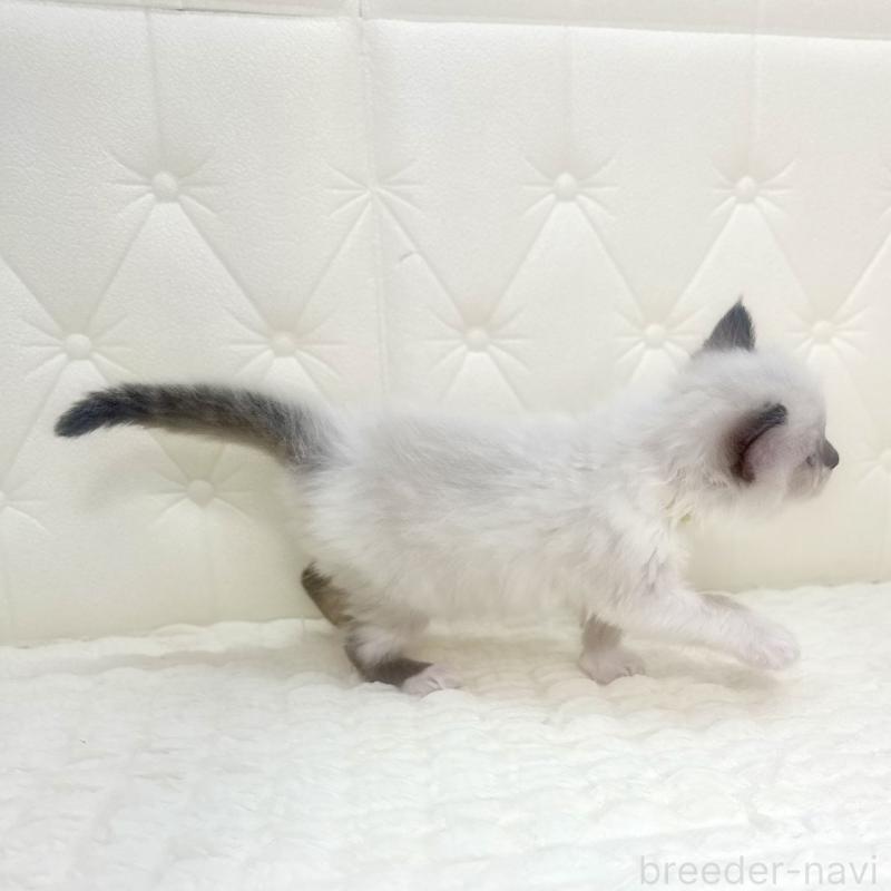 販売中の鹿児島県のラグドール-130120の9枚目