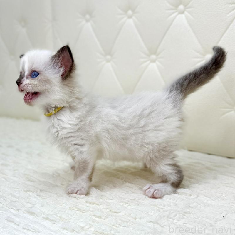 販売中の鹿児島県のラグドール-130120の8枚目