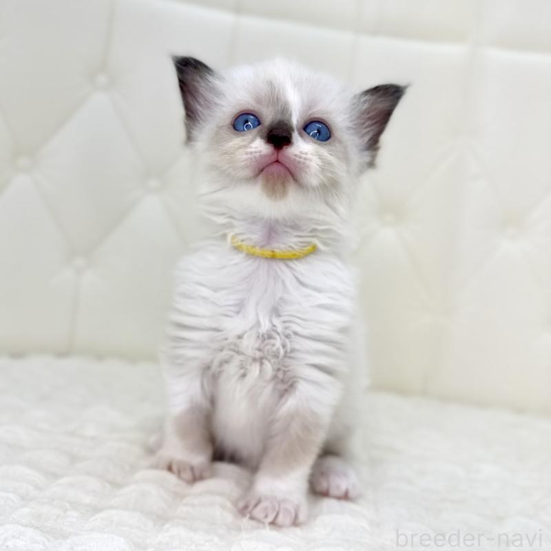 販売中の鹿児島県のラグドール-130120の7枚目