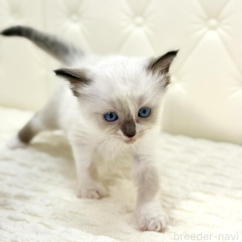 販売中の鹿児島県のラグドール-130120の6枚目