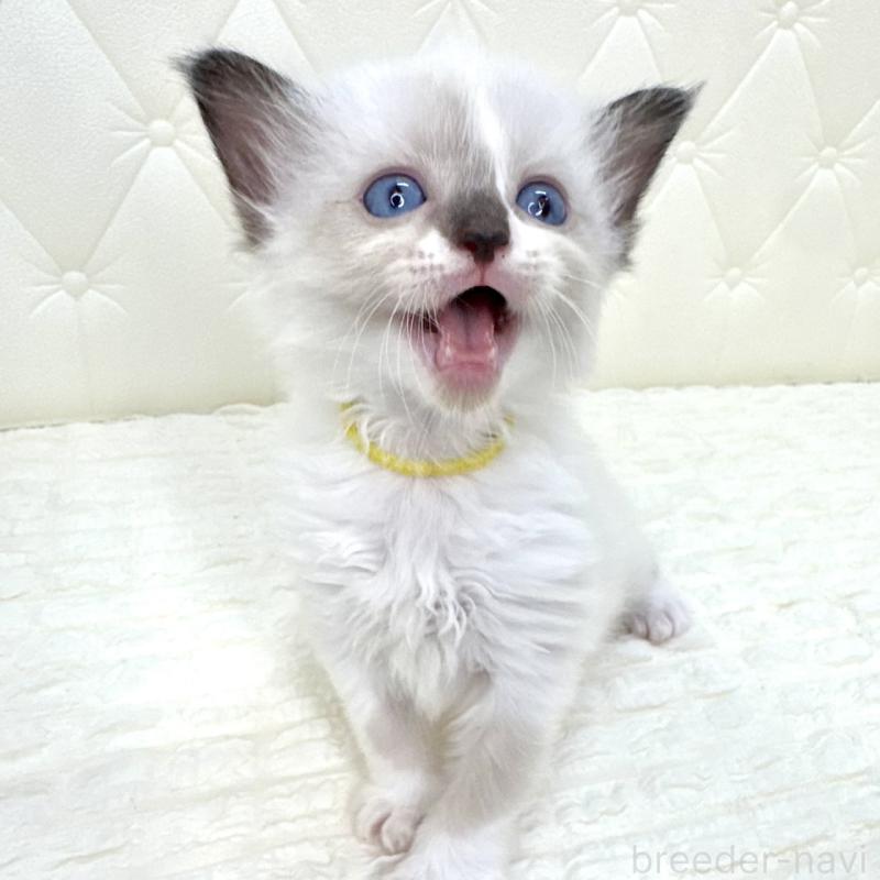 販売中の鹿児島県のラグドール-130120の5枚目