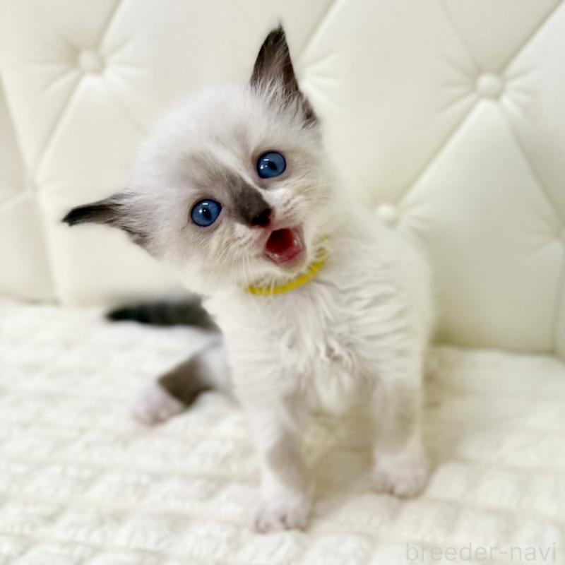 販売中の鹿児島県のラグドール-130120の4枚目