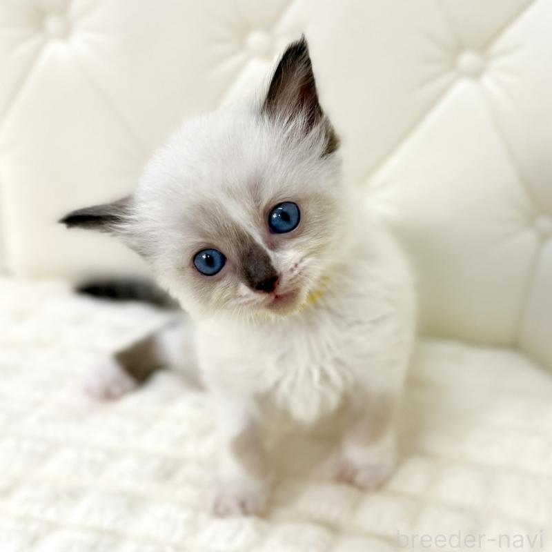 販売中の鹿児島県のラグドール-130120