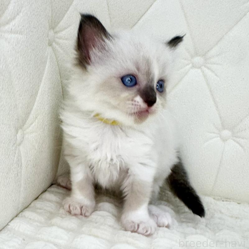 販売中の鹿児島県のラグドール-130120の3枚目