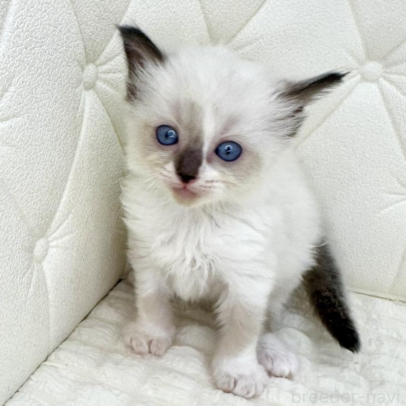 販売中の鹿児島県のラグドール-130120の2枚目