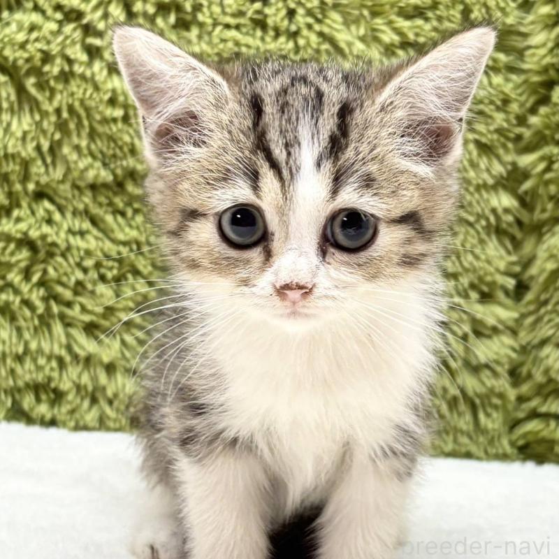 販売中の愛知県のマンチカン-130121