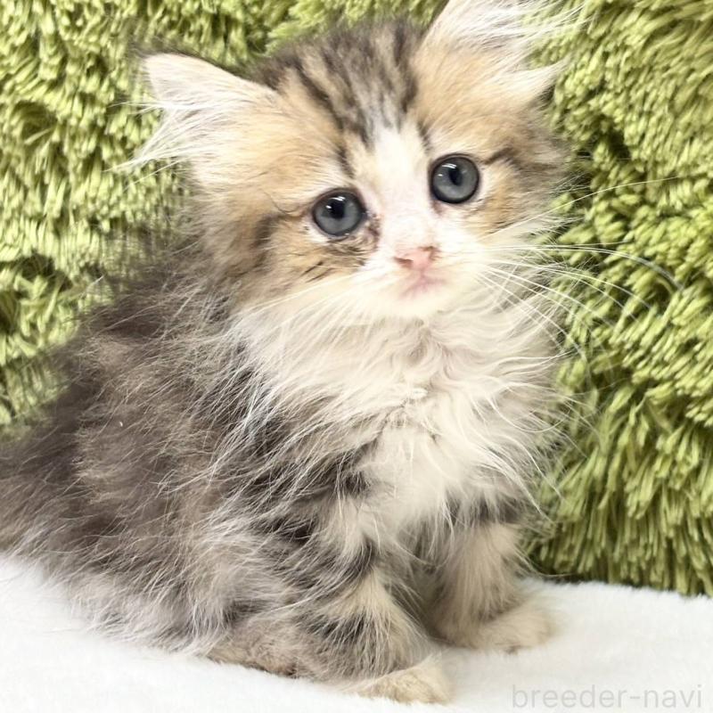 販売中の愛知県のマンチカン-130122