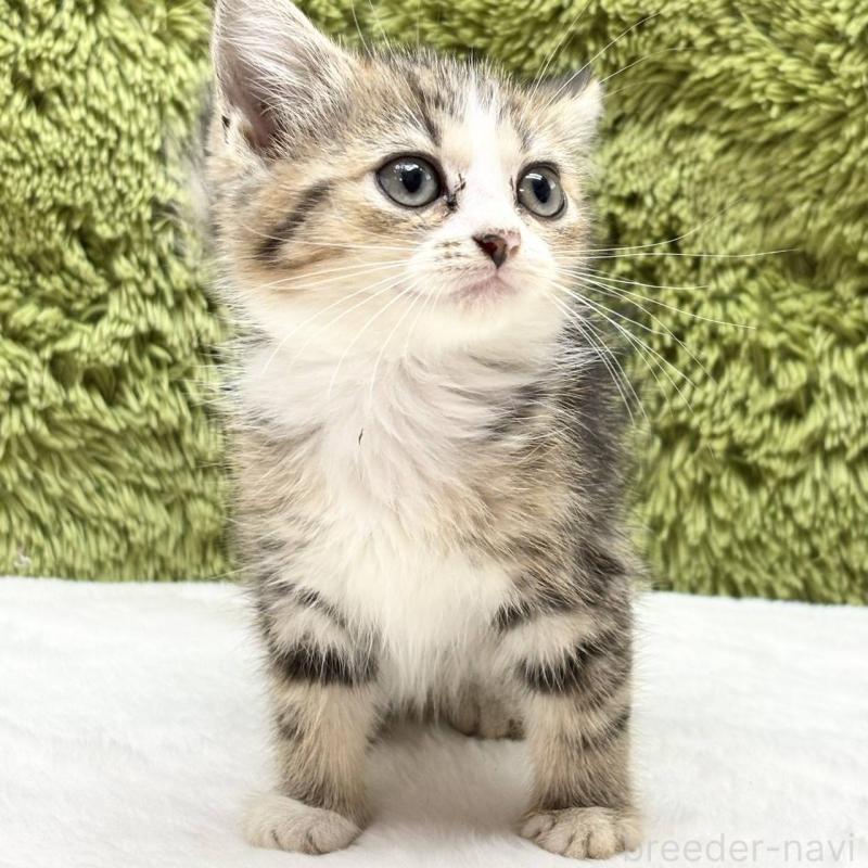 販売中の愛知県のマンチカン-130123の2枚目