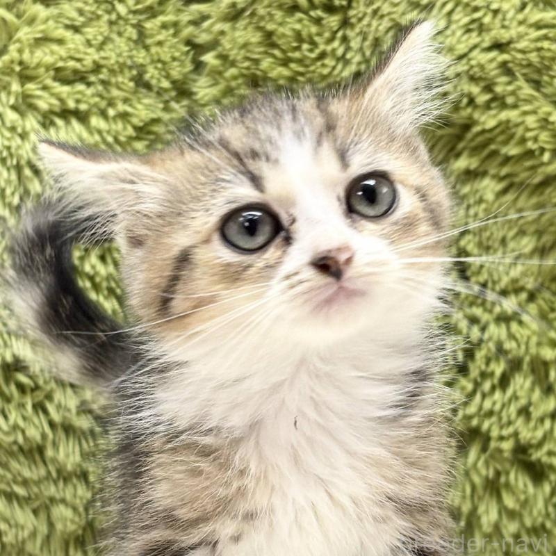 販売中の愛知県のマンチカン-130123