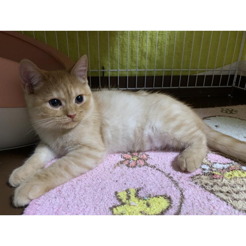 販売中の千葉県のミヌエット-127913の11枚目