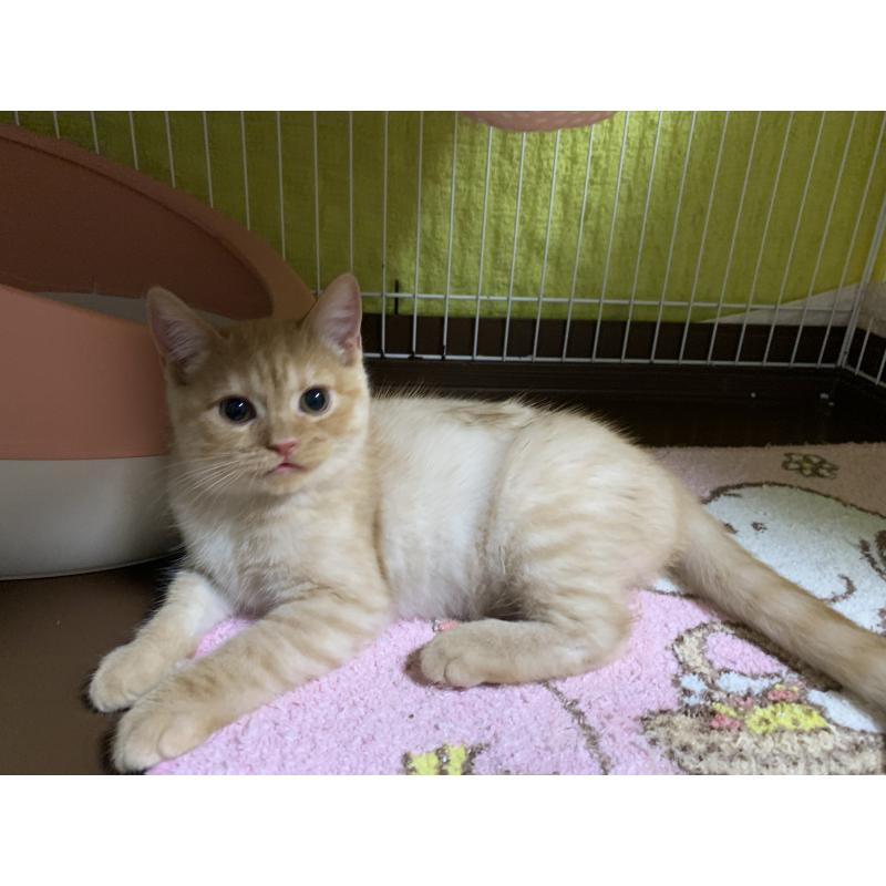 販売中の千葉県のミヌエット-127913の10枚目