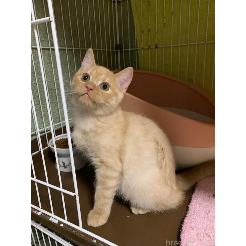 販売中の千葉県のミヌエット-127913の9枚目