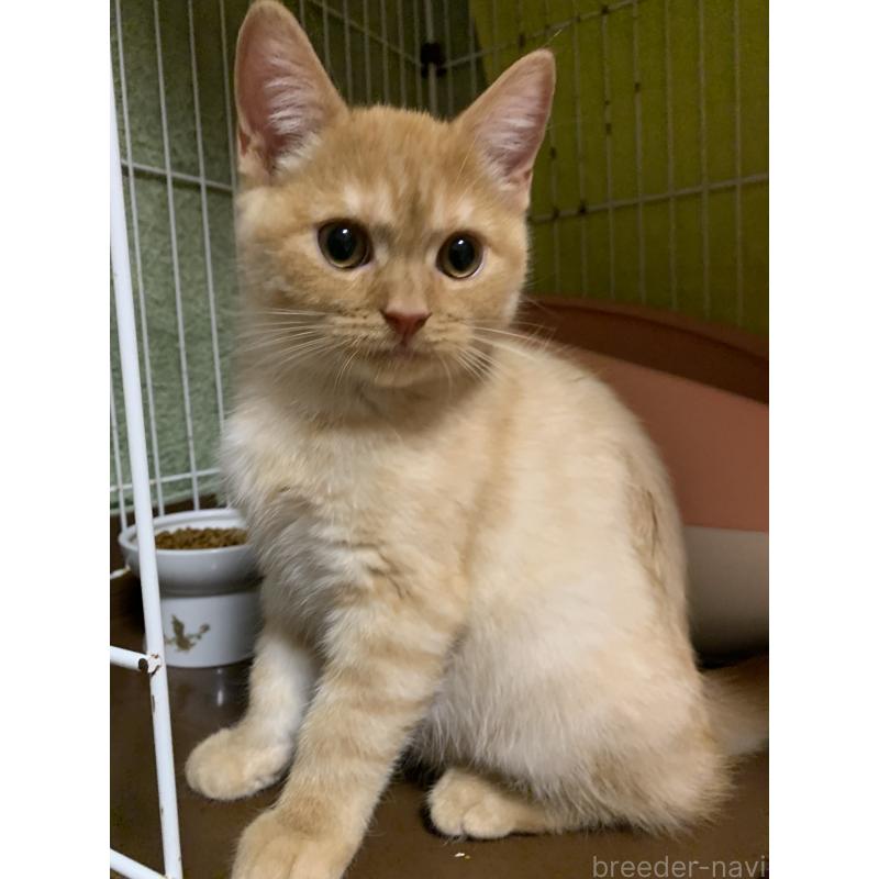 販売中の千葉県のミヌエット-127913の8枚目