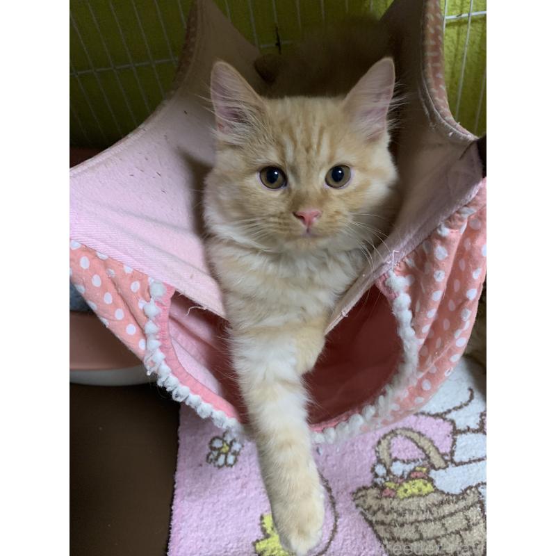 販売中の千葉県のミヌエット-127851の10枚目