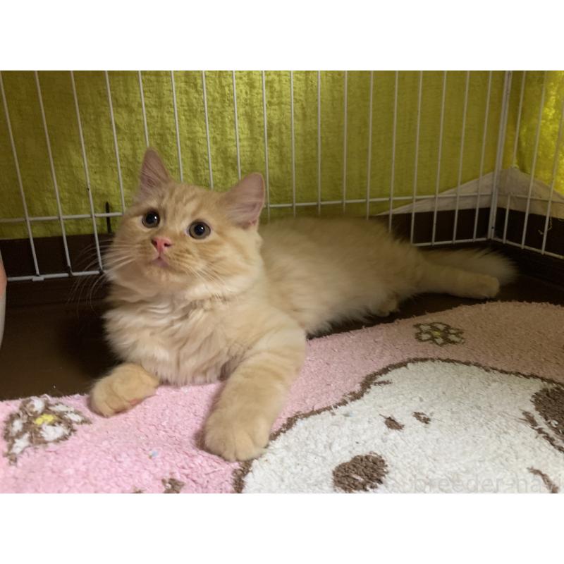 販売中の千葉県のミヌエット-127851の9枚目