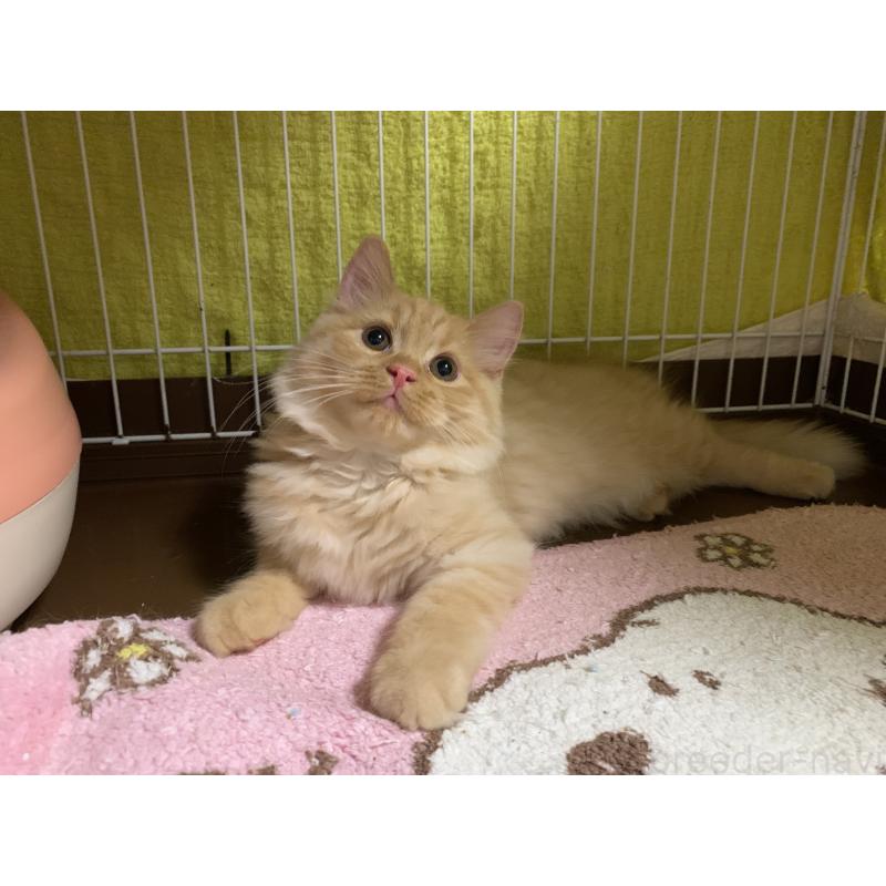 販売中の千葉県のミヌエット-127851の8枚目