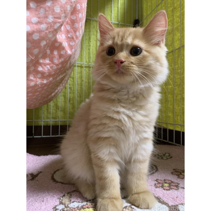 販売中の千葉県のミヌエット-127851の7枚目