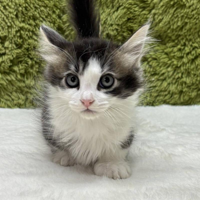 販売中の愛知県のマンチカン(短足)-130124の2枚目