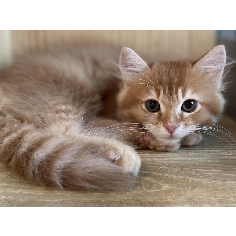 販売中の愛知県のミヌエット-126926の5枚目