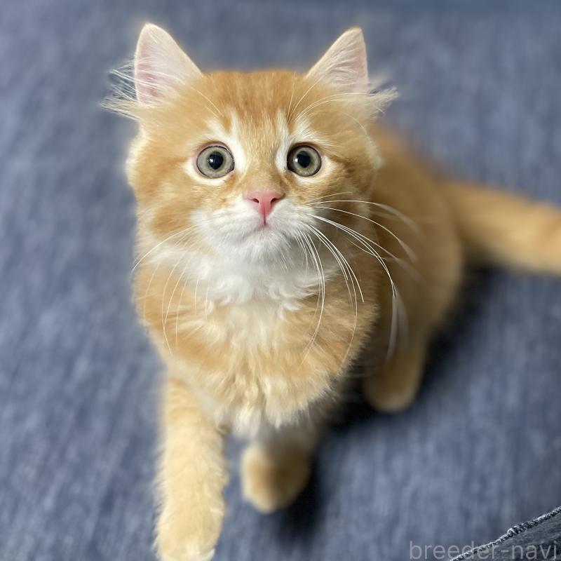 販売中の愛知県のミヌエット-126926の4枚目