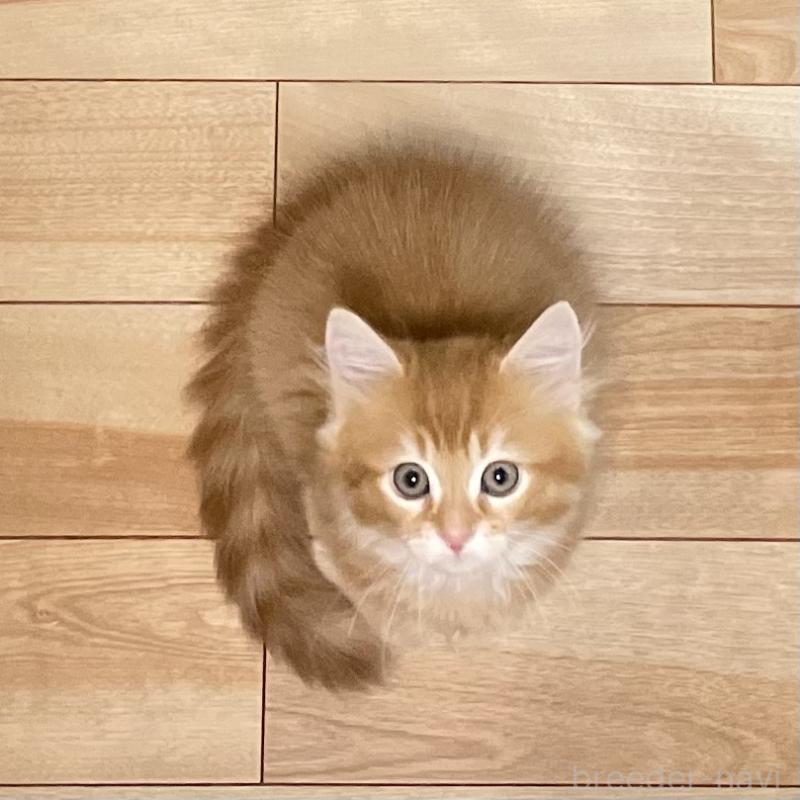 販売中の愛知県のミヌエット-126926の3枚目