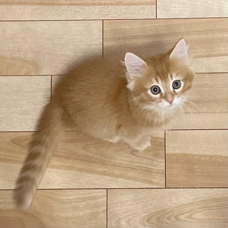 販売中の愛知県のミヌエット-126926の2枚目