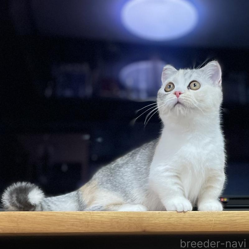 販売中の愛知県のミヌエット(短足)-121827