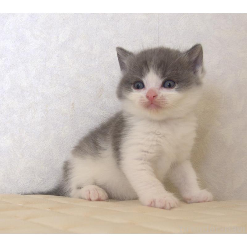 販売中の静岡県のブリティッシュショートヘア-129201の25枚目