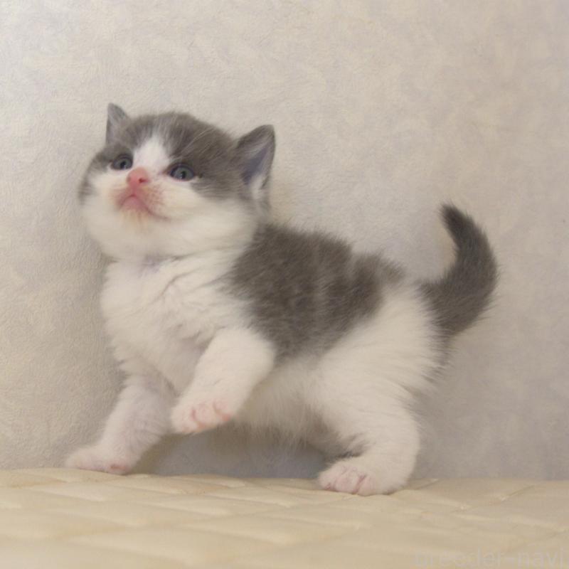 販売中の静岡県のブリティッシュショートヘア-129201の24枚目