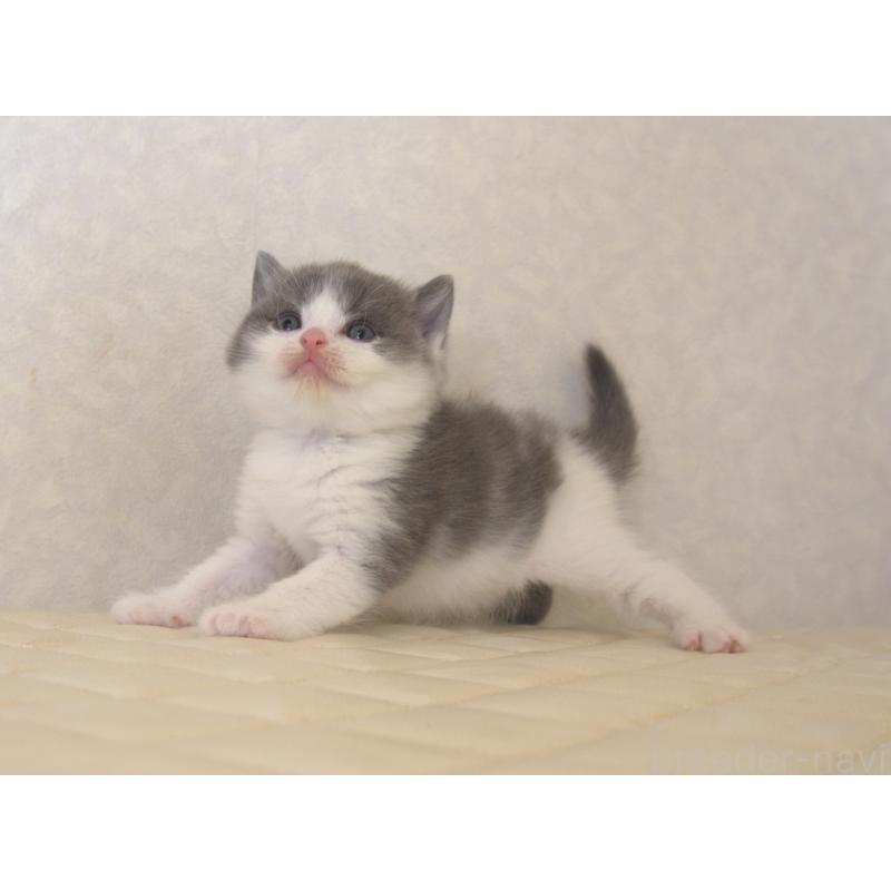 販売中の静岡県のブリティッシュショートヘア-129201の23枚目