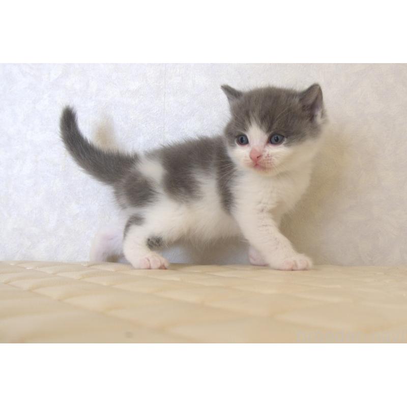 販売中の静岡県のブリティッシュショートヘア-129201の22枚目