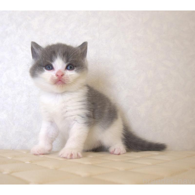 販売中の静岡県のブリティッシュショートヘア-129201