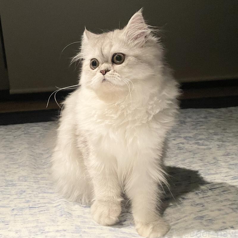 販売中の愛知県のミヌエット-117956の4枚目