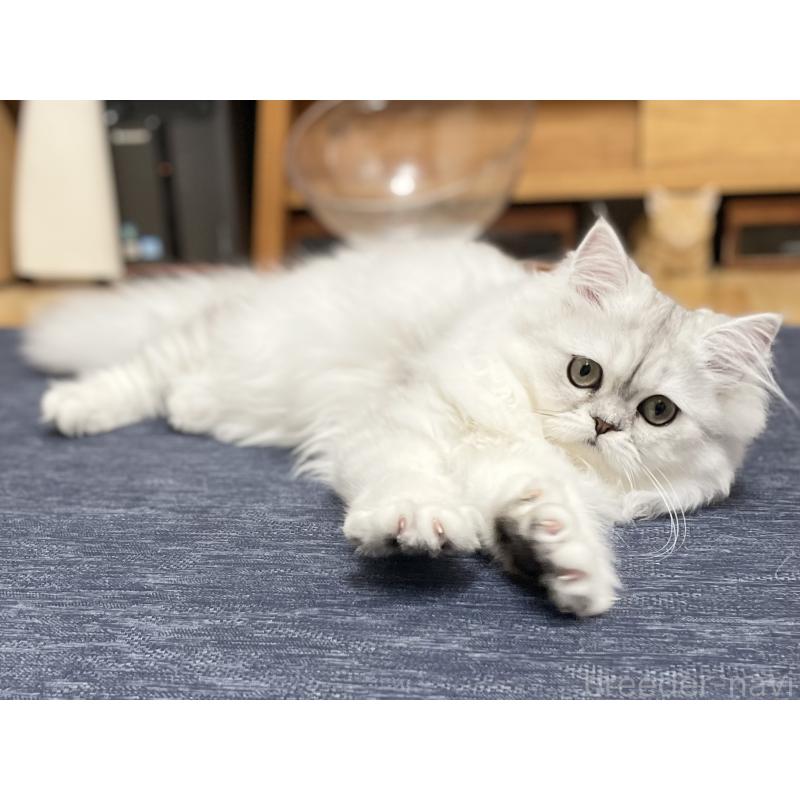 販売中の愛知県のミヌエット-117956の3枚目