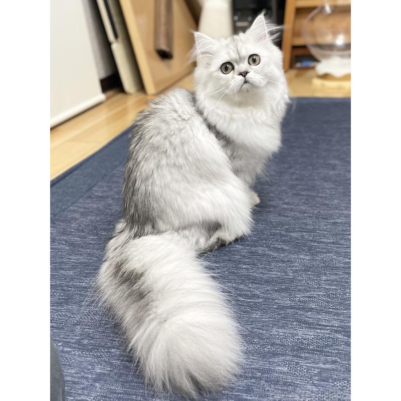 販売中の愛知県のミヌエット-117956の2枚目