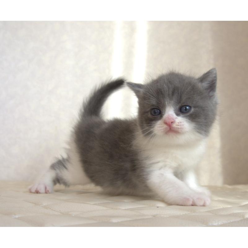 販売中の静岡県のブリティッシュショートヘア-129202の23枚目