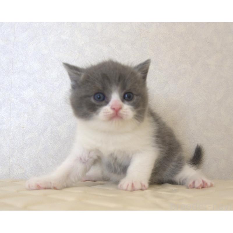 販売中の静岡県のブリティッシュショートヘア-129202の22枚目