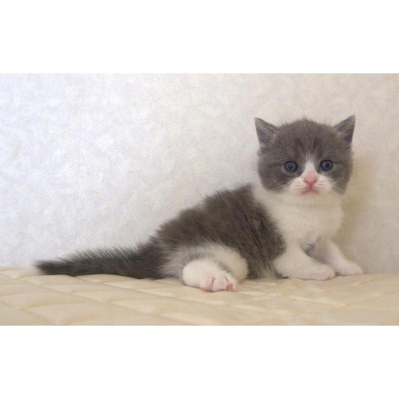 販売中の静岡県のブリティッシュショートヘア-129202の21枚目