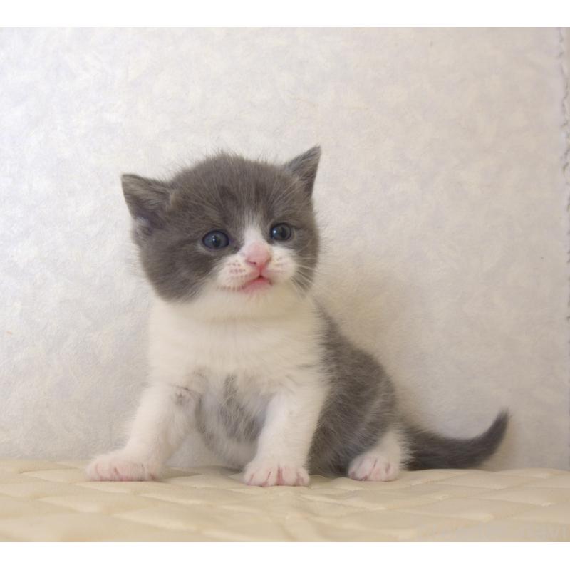 販売中の静岡県のブリティッシュショートヘア-129202の20枚目