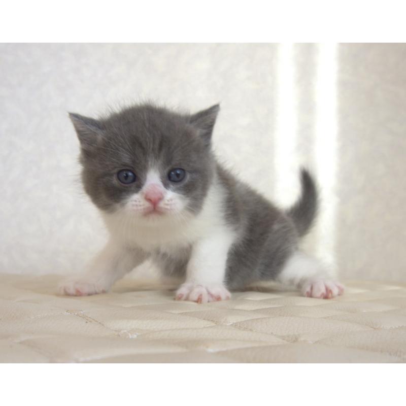 販売中の静岡県のブリティッシュショートヘア-129202