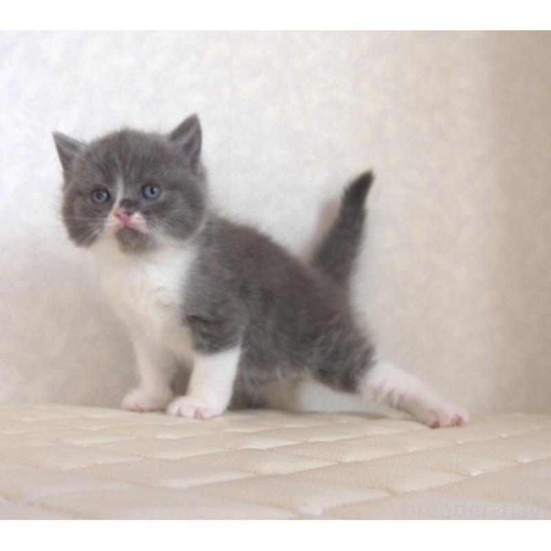 販売中の静岡県のブリティッシュショートヘア-129203の22枚目