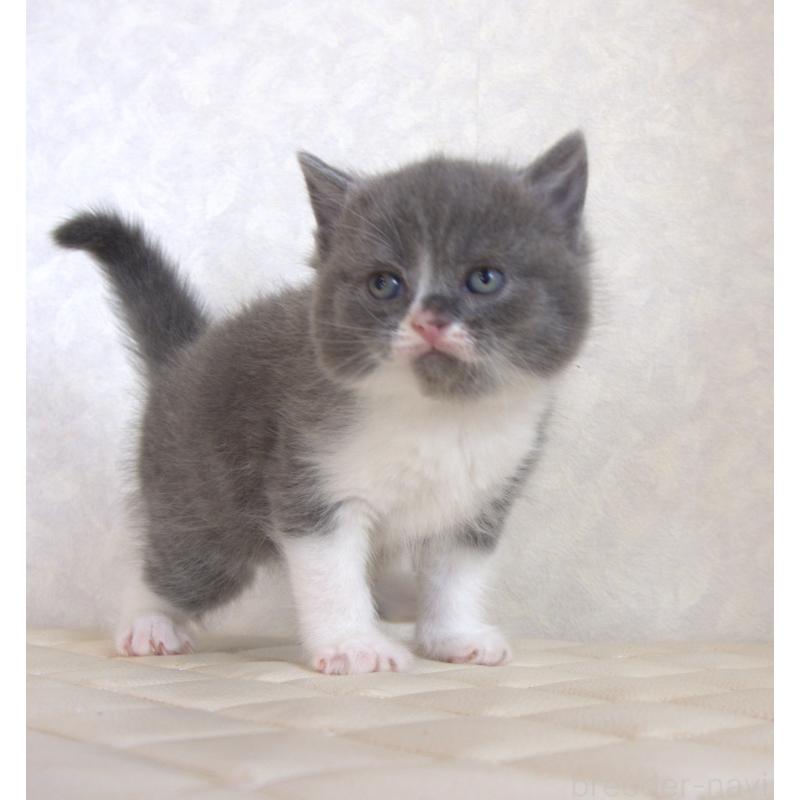 販売中の静岡県のブリティッシュショートヘア-129203の21枚目