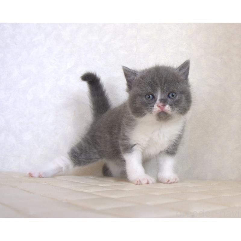 販売中の静岡県のブリティッシュショートヘア-129203の20枚目