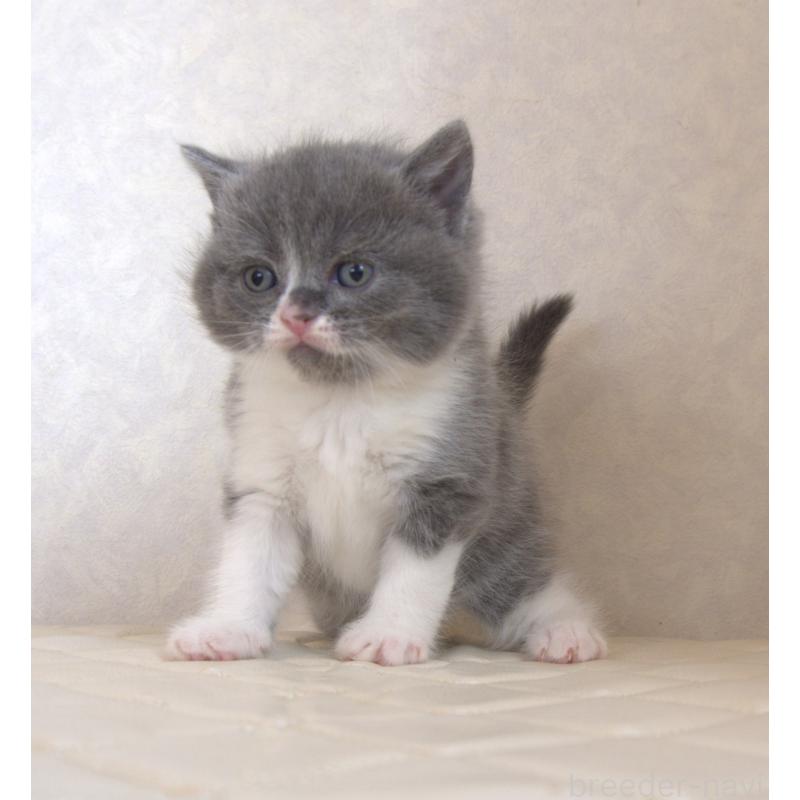 販売中の静岡県のブリティッシュショートヘア-129203の19枚目