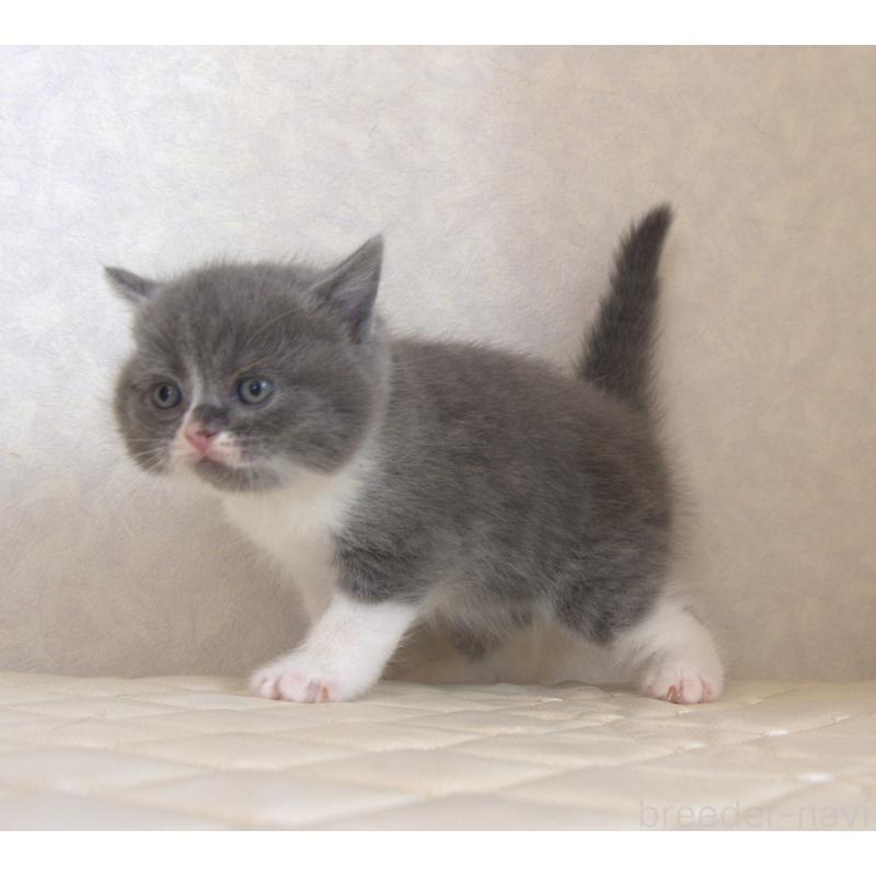 販売中の静岡県のブリティッシュショートヘア-129203